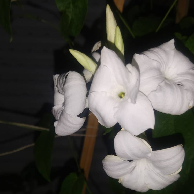 Plant image Mandevilla laxa