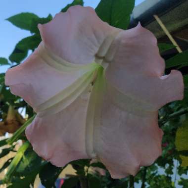 Brugmansia 'pink Velvet'