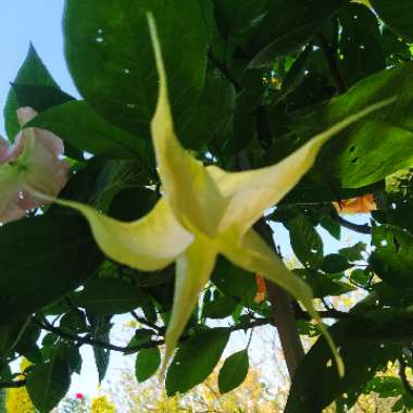 Brugmansia 'White'