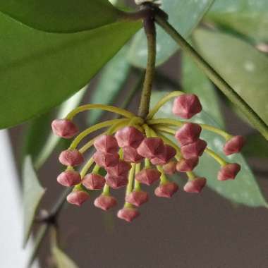 Hoya pubicalyx 'Pink Silver'