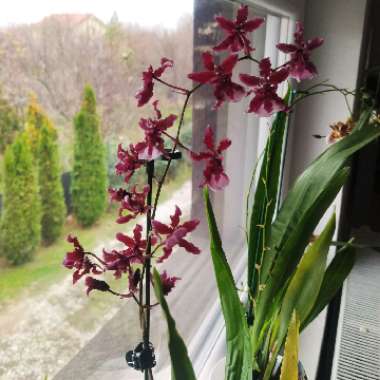 Dancing Lady Orchid 'Sweet Fragrance'