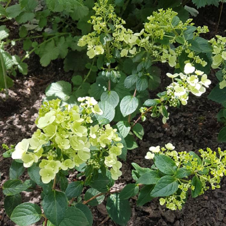 Plant image Hydrangea paniculata 'Sundae Fraise'