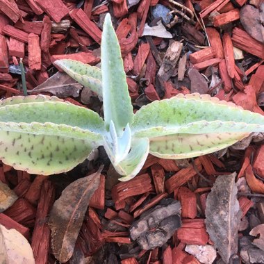 Kalanchoe 'Marmorata'