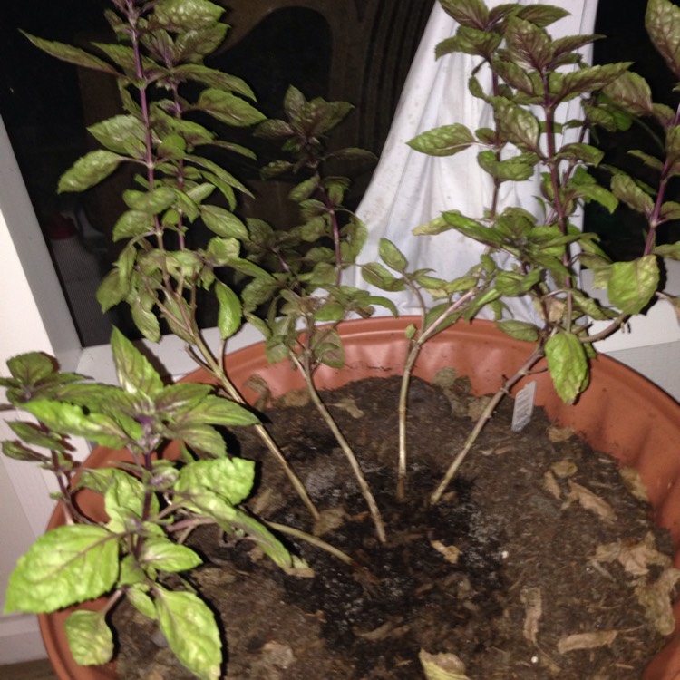 Plant image Ocimum basilicum var. purpurascens 'Purple Ruffles' syn. Ocimum basilicum 'Purple Ruffles'