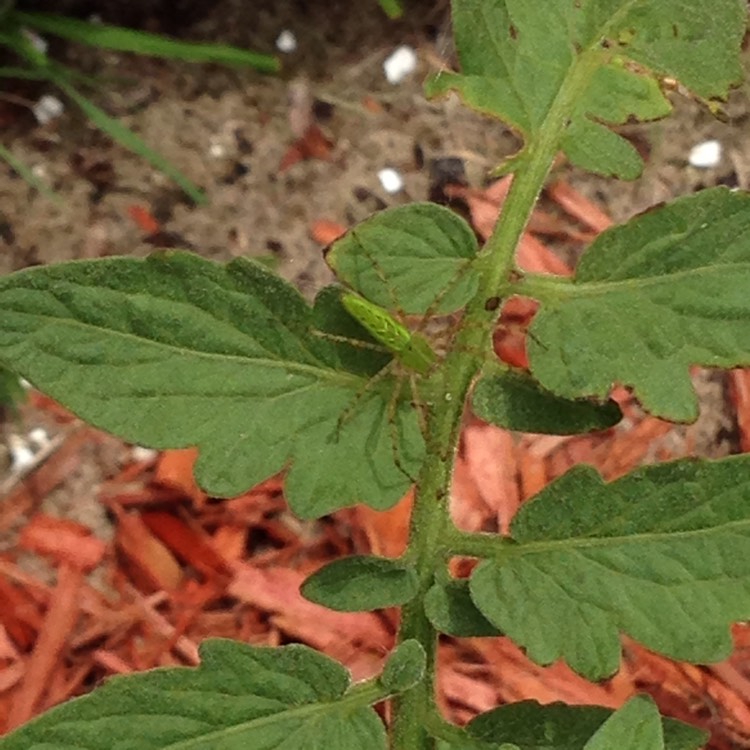 Plant image Solanum lycopersicum 'Bush Goliath'