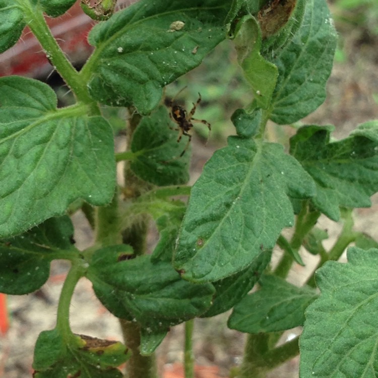 Plant image Solanum lycopersicum 'Bush Goliath'