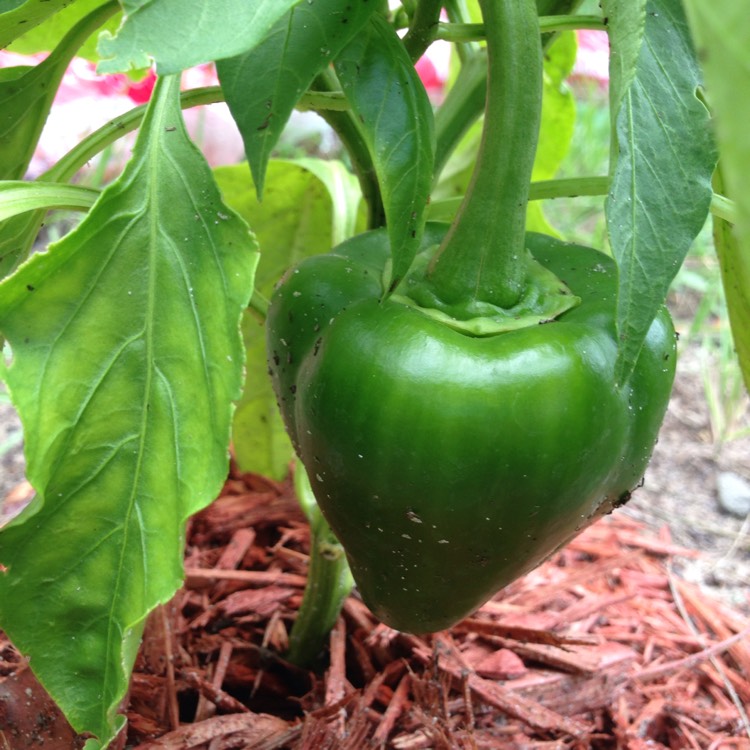 Plant image Capsicum 'Bonnie Bell' Green