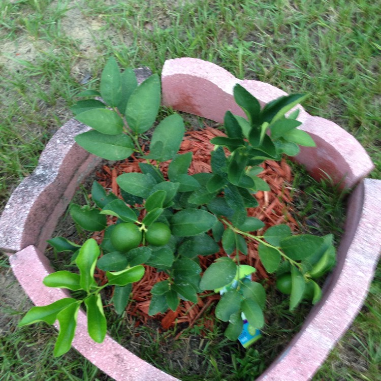 Plant image Citrus x latifolia