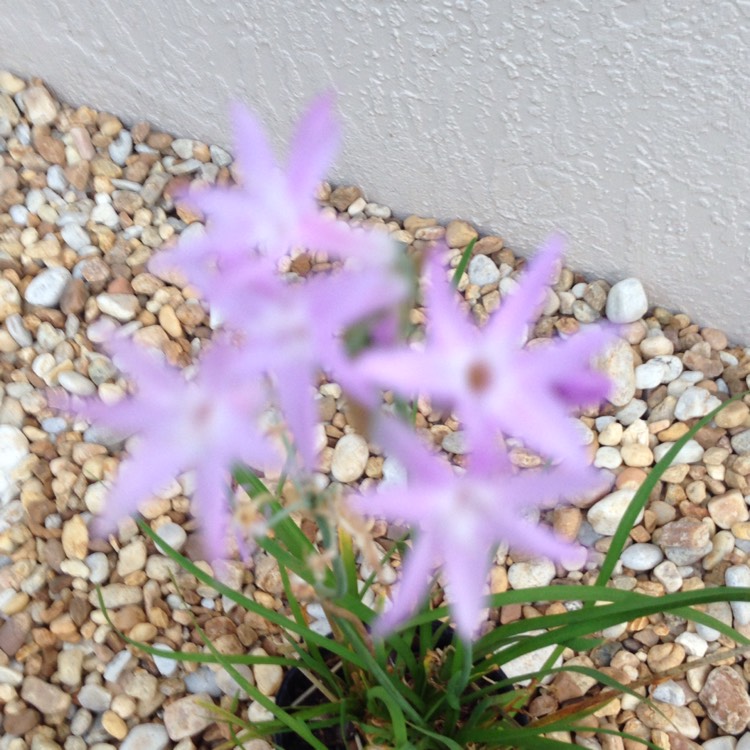 Plant image Tulbaghia violacea 'Silver Lace' syn. Tulbaghia violacea 'Variegata'