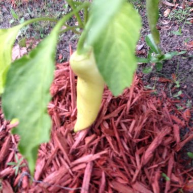 Capsicum 'Sweet Banana'