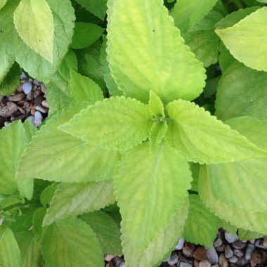 Plectranthus scutellarioides 'Versa Lime'