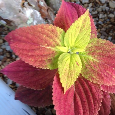 Plectranthus scutellarioides 'Alabama Sunset'