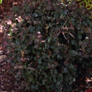 Loropetalum chinense