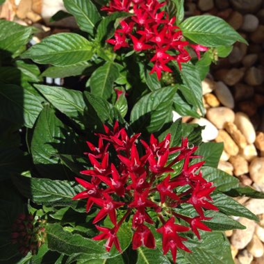 Pentas lanceolata 'Starcluster Red'