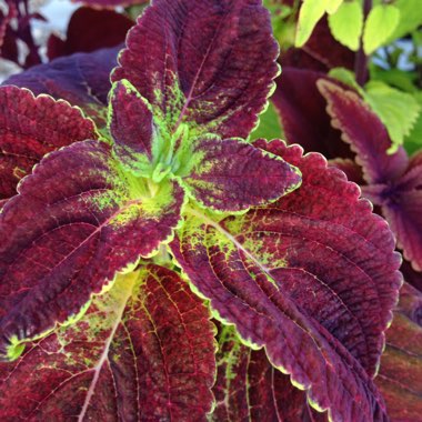 Solenostemon scutellarioides 'Dipt In Wine' (ColorBlaze Series)