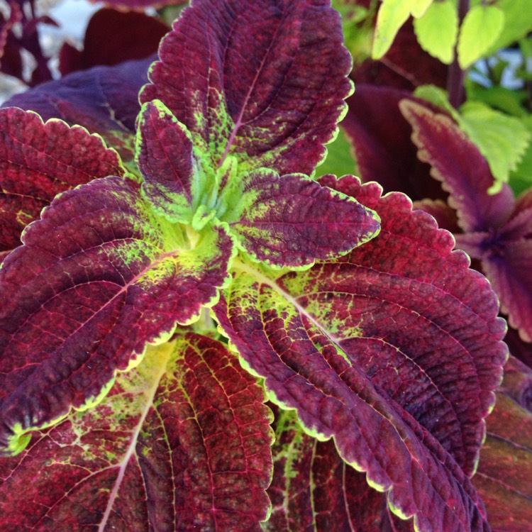 Plant image Solenostemon scutellarioides 'Dipt In Wine' (ColorBlaze Series)