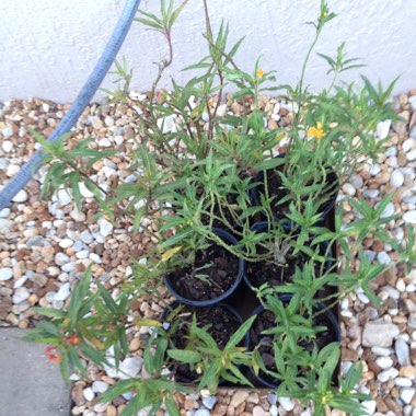 Asclepias tuberosa