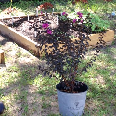 Lagerstroemia 'Black Diamond®' Red