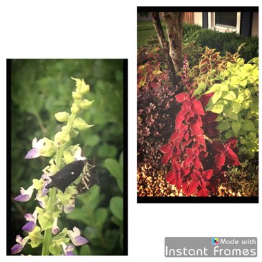 Plectranthus scutellarioides 'Versa Lime'