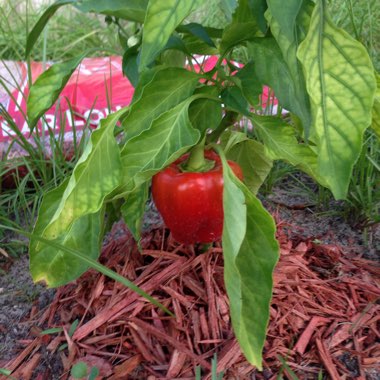 Capsicum annuum