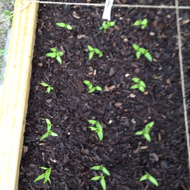 Capsicum Annuum 'Poblano'