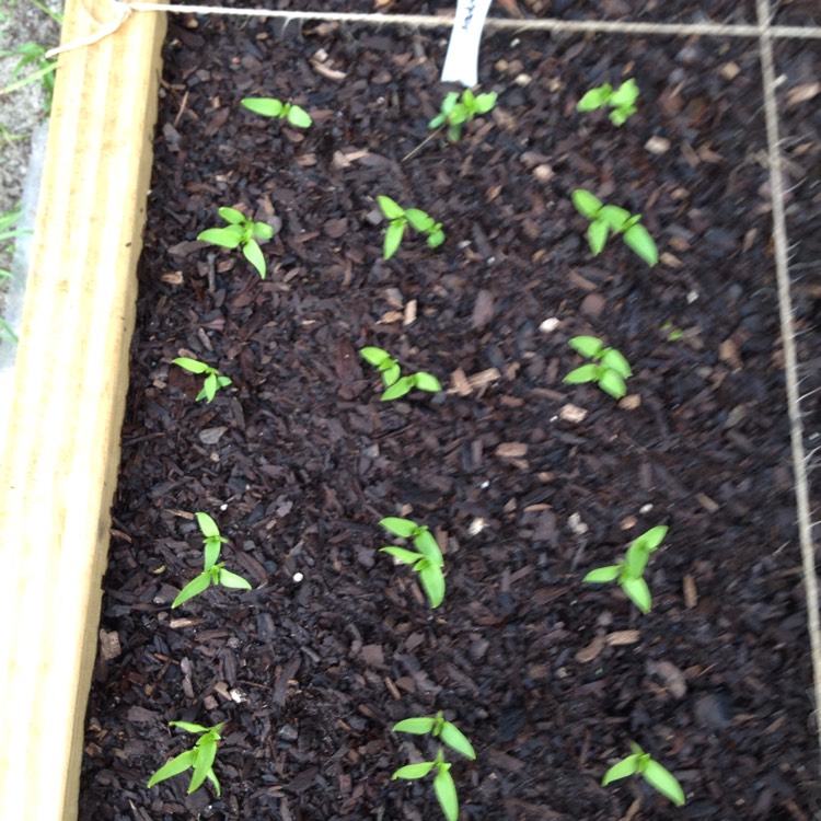 Plant image Capsicum Annuum 'Poblano'