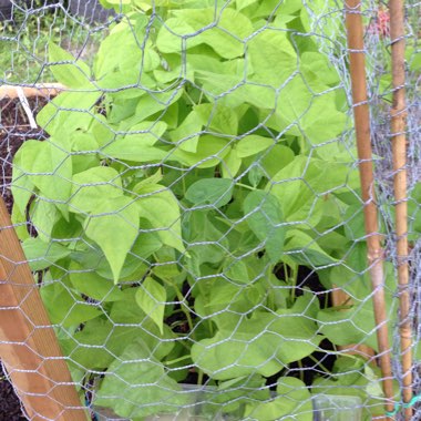 Phaseolus vulgarus 'Burpee Stringless'