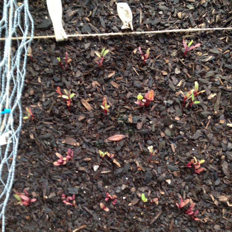 Plant image Beta Vulgaris 'Detroit Dark Red Beet'