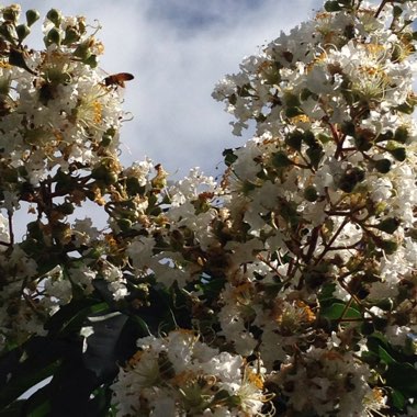 Lagerstroemia 'Early Bird White'