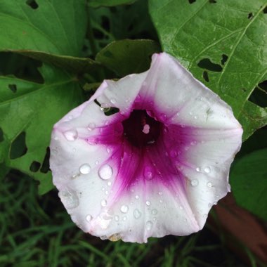 Ipomoea Batatas