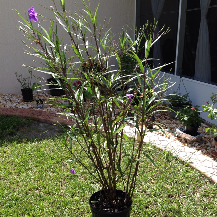 Plant image Ruellia brittoniana 'Purple Showers'