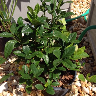 Gardenia Jasminoides