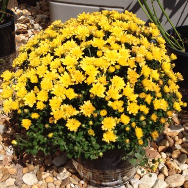 Chrysanthemum x morifolium Mammoth 'Twilight Pink Daisy'