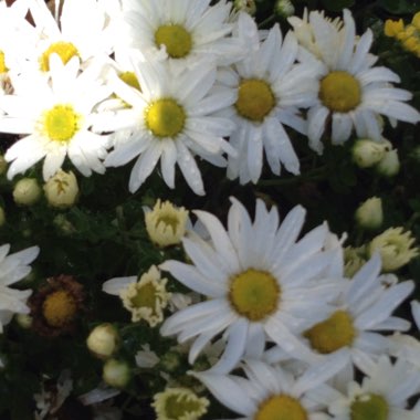 Chrysanthemum x morifolium 'Shannon White'