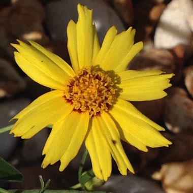 Coreopsis grandiflora 'Rising Sun'