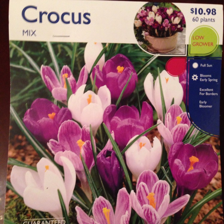 Plant image Crocus chrysanthus 'Snow White'