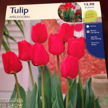 Tulipa 'Apeldoorn'