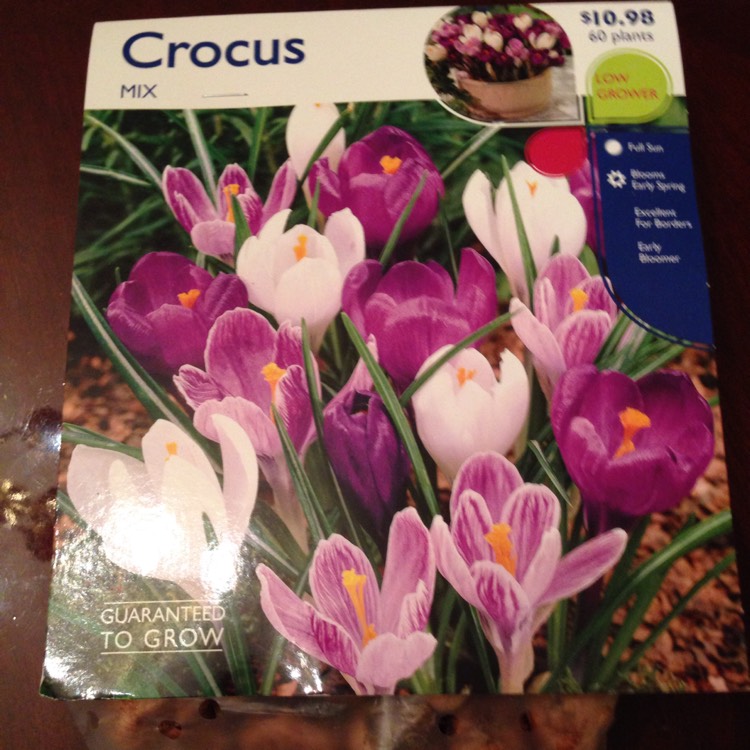 Plant image Crocus vernus 'Remembrance'