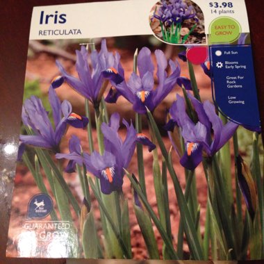 Iris 'Purple Gem' syn. Iris reticulata 'Purple Gem'