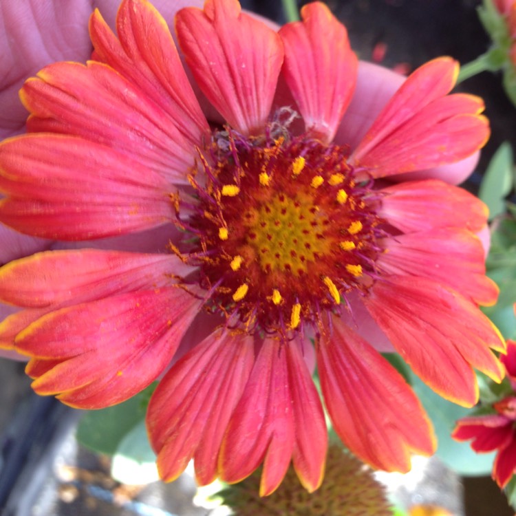 Plant image Gaillardia x grandiflora 'Dazzler' syn. Gaillardia 'Dazzler'