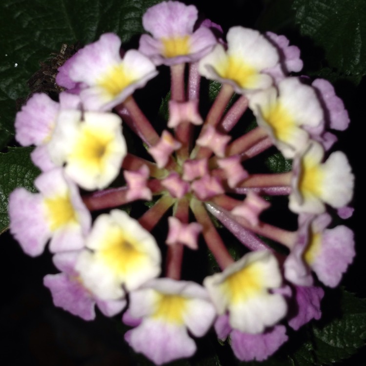 Plant image Lantana camara 'Bant Pin09' (Bandana Series) syn. Lantana 'Bandana Pink'