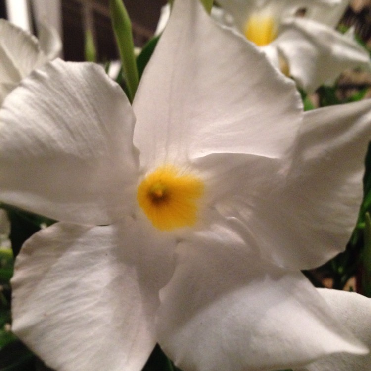 Plant image Mandevilla boliviensis syn. Dipladenia boliviensis