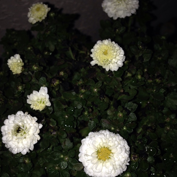 Plant image Chrysanthemum 'Blanco'