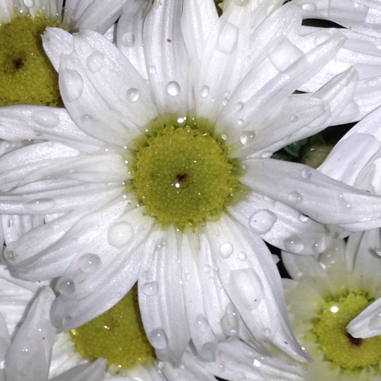 Plant image Chrysanthemum x morifolium 'Shannon White'