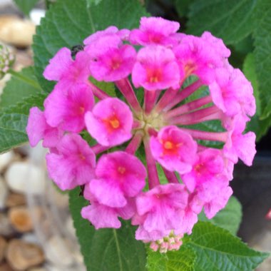 Lantana camara 'Bant Pin09' (Bandana Series) syn. Lantana 'Bandana Pink'