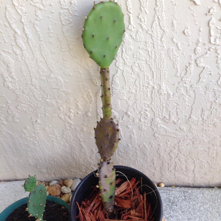 Plant image Opuntia megacantha 'Nopal Blanco'