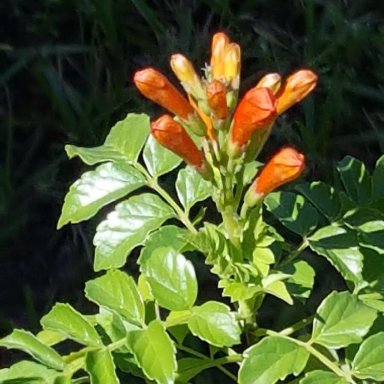 Plant image Lonicera ciliosa