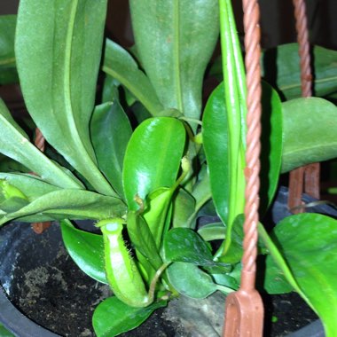 Nepenthes ventrata x