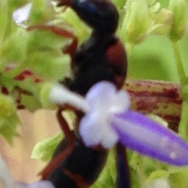 Solenostemon scutellarioides 'Dipt In Wine' (ColorBlaze Series)