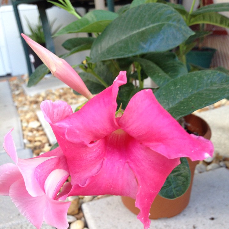 Plant image Mandevilla 'Sunmandecos' syn. Mandevilla 'Sun Parasol Giant Pink', Mandevilla 'Sundaville Cosmos Pink'